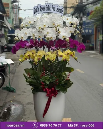 Lan hồ điệp rosa-006