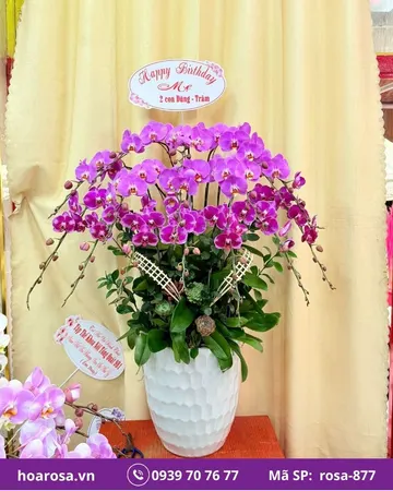 Lan hồ điệp rosa-877