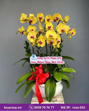 Lan hồ điệp rosa-932