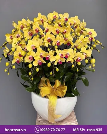 Lan hồ điệp rosa-935