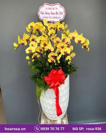 Lan hồ điệp rosa-936