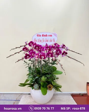Lan hồ điệp rosa-878