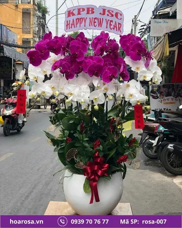 Lan hồ điệp rosa-007