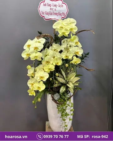 Lan hồ điệp rosa-942