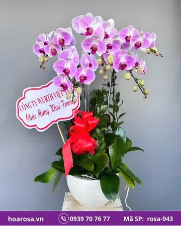 Lan hồ điệp rosa-943