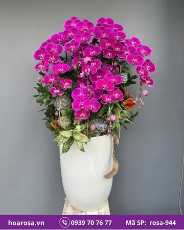 Lan hồ điệp rosa-944