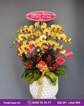 Lan hồ điệp rosa-945