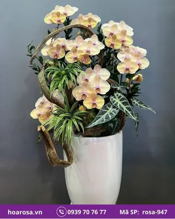 Lan hồ điệp rosa-947