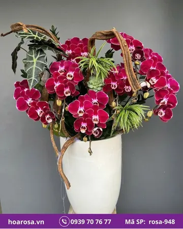 Lan hồ điệp rosa-948