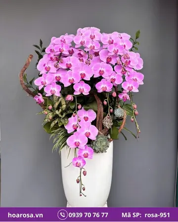 Lan hồ điệp rosa-951