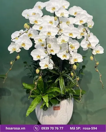 Lan hồ điệp rosa-594