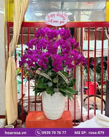 Lan hồ điệp rosa-879