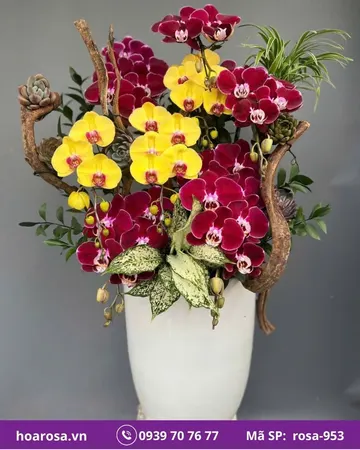 Lan hồ điệp rosa-953