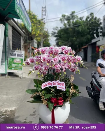 Lan hồ điệp rosa-595