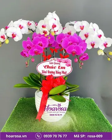 Lan hồ điệp rosa-009