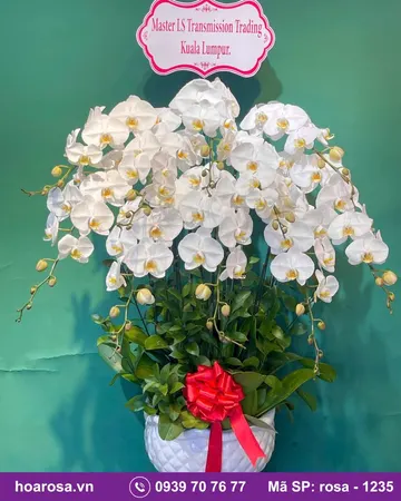 Lan hồ điệp rosa-1235