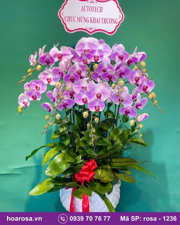 Lan hồ điệp rosa-1236