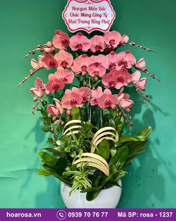 Lan hồ điệp rosa-1237