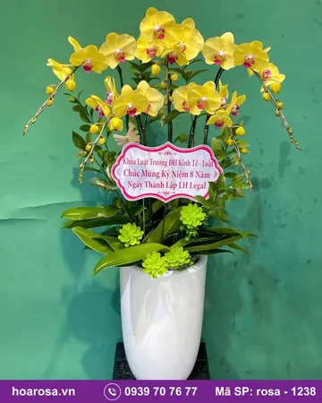 Lan hồ điệp rosa-1238