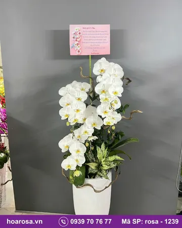 Lan hồ điệp rosa-1239