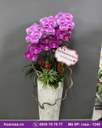 Lan hồ điệp rosa-1240
