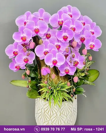 Lan hồ điệp rosa-1241