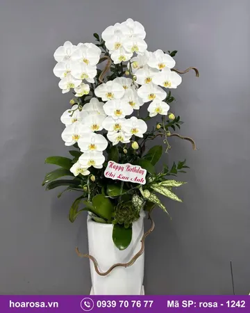 Lan hồ điệp rosa-1242