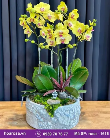 Lan hồ điệp rosa-1616