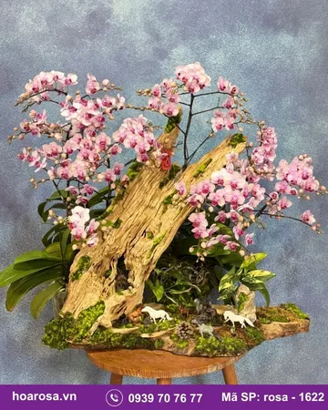 Lan hồ điệp rosa-1622