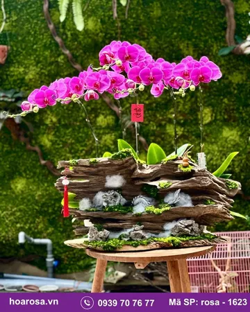 Lan hồ điệp rosa-1623