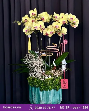 Lan hồ điệp rosa-1626