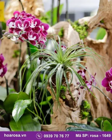 Lan hồ điệp rosa-1649