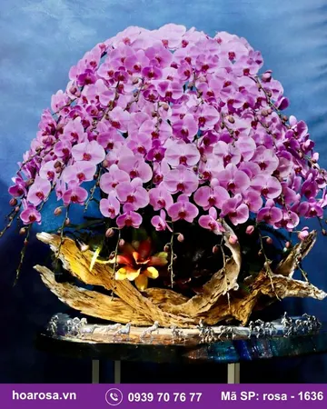 Lan hồ điệp rosa-1636
