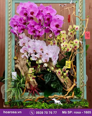 Lan hồ điệp rosa-1605