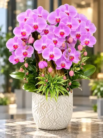 Lan Hồ Điệp