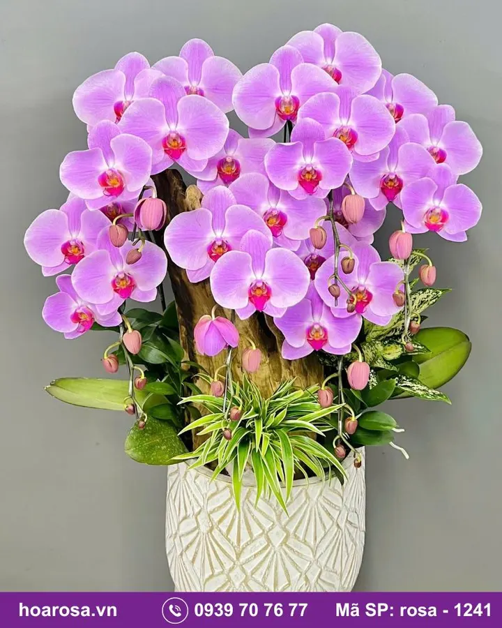 Lan hồ điệp rosa-1241