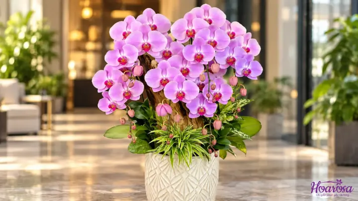 Cách nhân giống lan hồ điệp bằng ngồng hoa và cây con tại nhà
