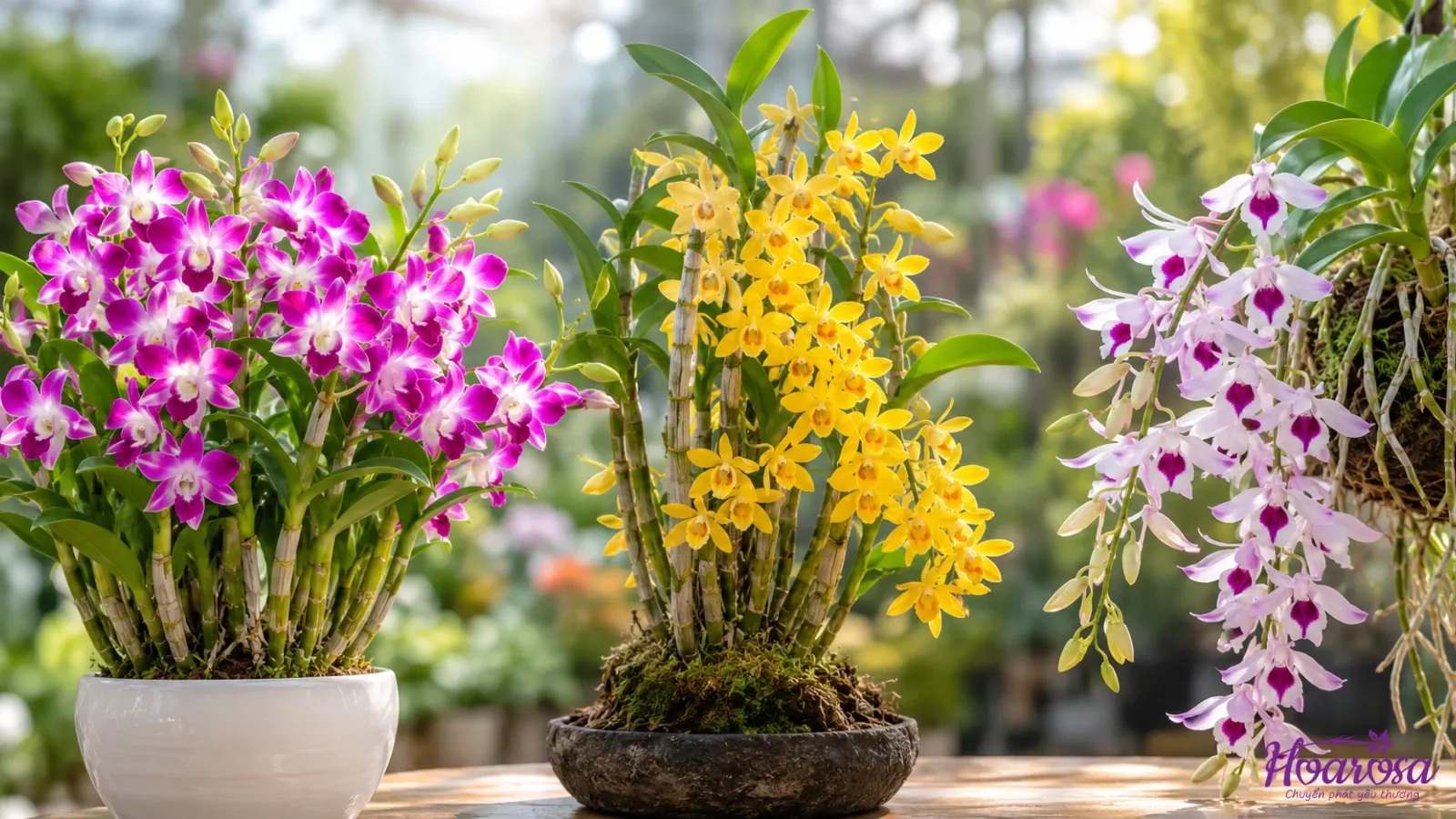 Lan Dendro, hoàng thảo, phi diệp