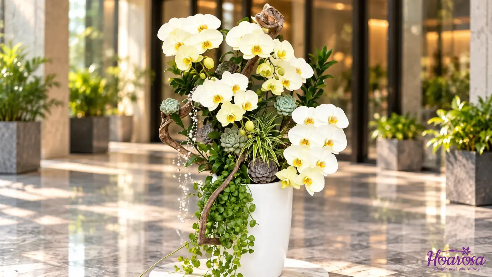 Lan hồ điệp trắng