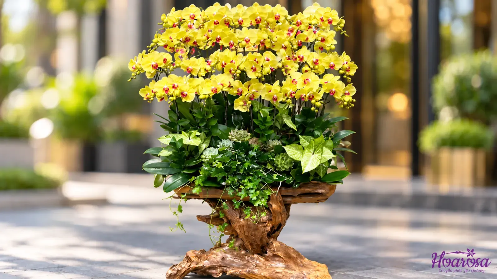 Lan hồ điệp v&amp;amp;agrave;ng (Mẫu lan hồ điệp rosa-014)