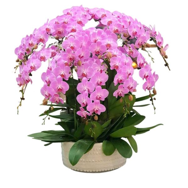 Lan hồ điệp - Chậu lan 15 cành HD264