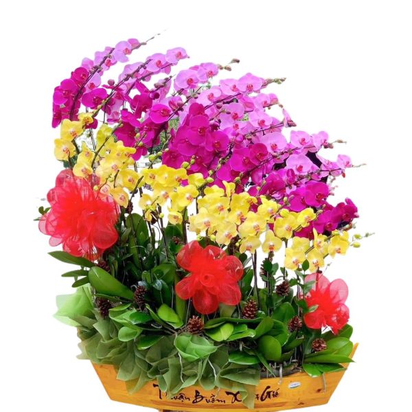Lan hồ điệp - Chậu lan 30 cành HD268
