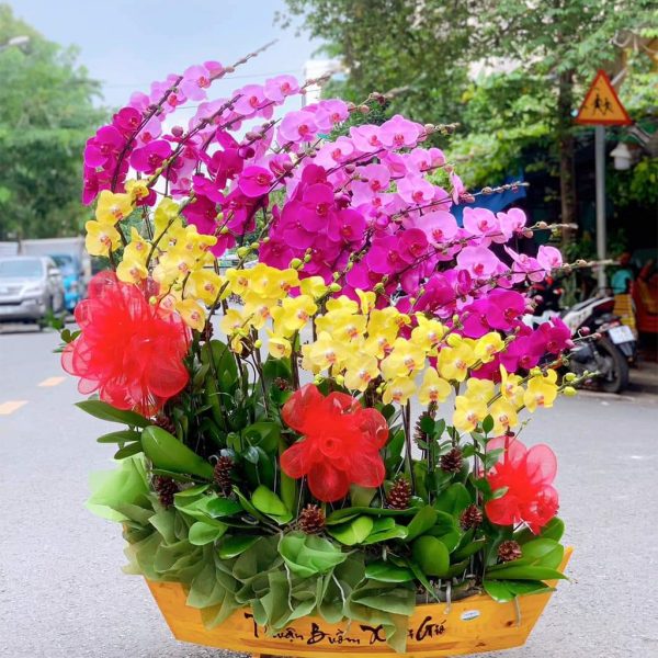 Lan hồ điệp - Chậu lan 30 cành HD268