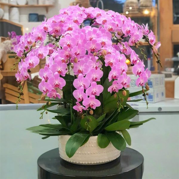 Lan hồ điệp - Chậu lan 15 cành HD264