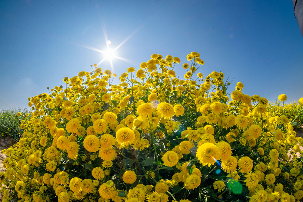 Hoa Cúc – Biểu Tượng Của Sự Bình An Và Vẻ Đẹp Bền Lâu