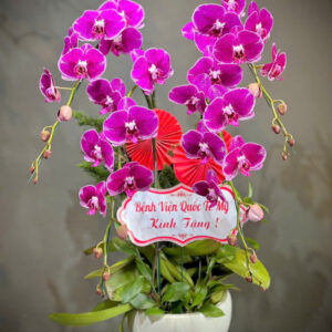 Lan hồ điệp rosa - 001