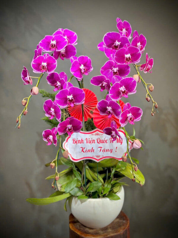 Lan hồ điệp rosa - 001