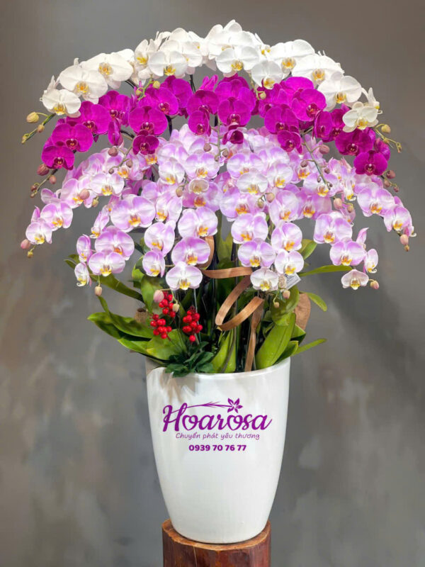 Lan hồ điệp rosa - 002