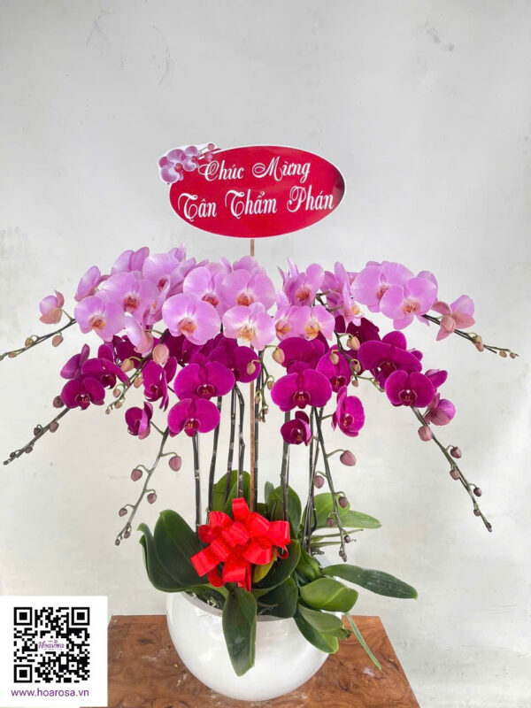 Lan hồ điệp rosa - 014