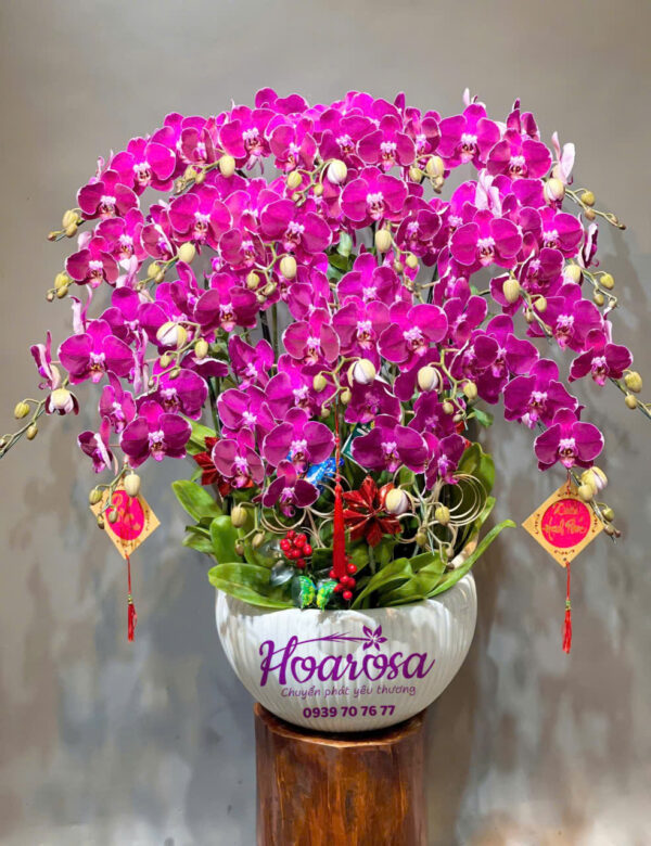 Lan hồ điệp rosa - 003